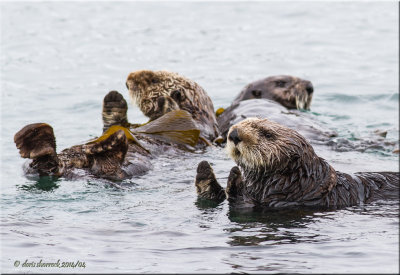 sea otters