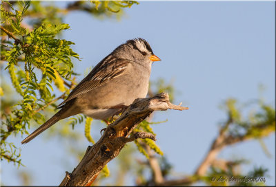 white-crowned sparrow