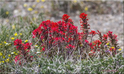 wildflowers