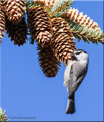 mountain chickadee