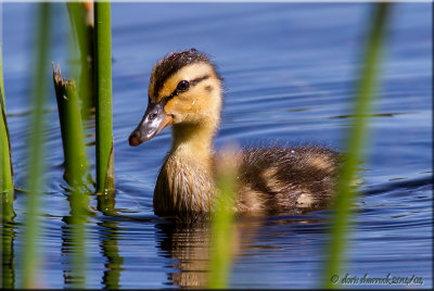 mallard duckling