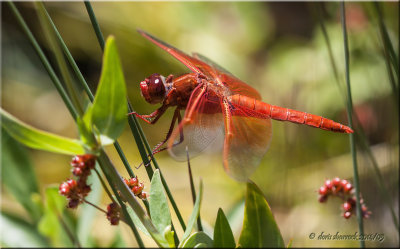 dragonfly