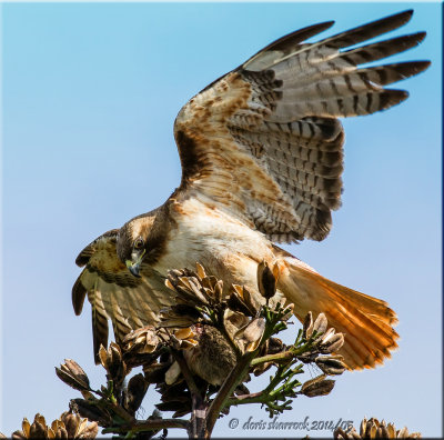 red-tailed hawk with prey
