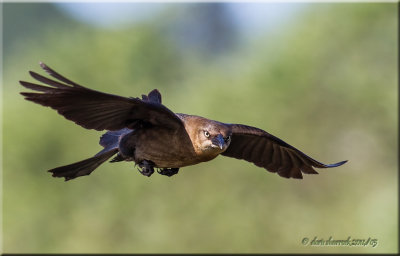 great-tailed grackle female