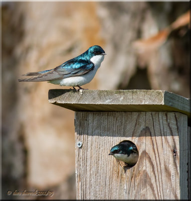 tree swallows nesting