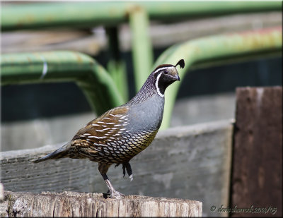 california quail