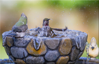 anna's hummingbird bathing