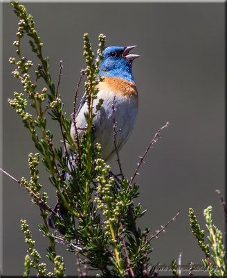 lazuli bunting