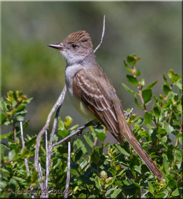 ash-throated flycatcher