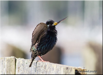 european starling