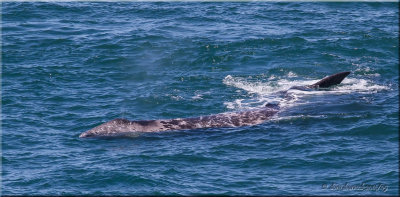 gray whale