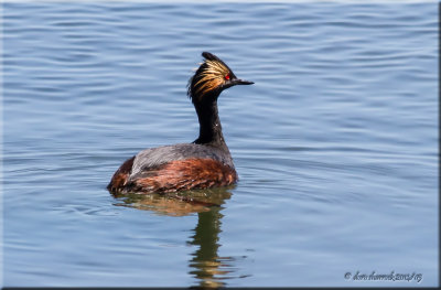 eared grebe