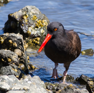 black oystercatcher