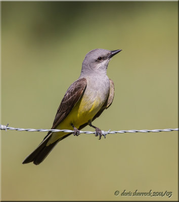 western kingbird