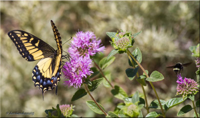 Anise Butterfly