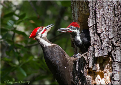 Woodpeckers, Kingfishers & others