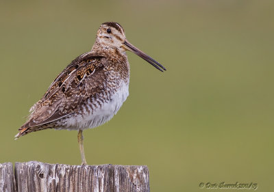 Wilson's Snipe