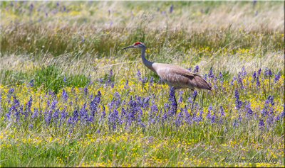 sandhill crane