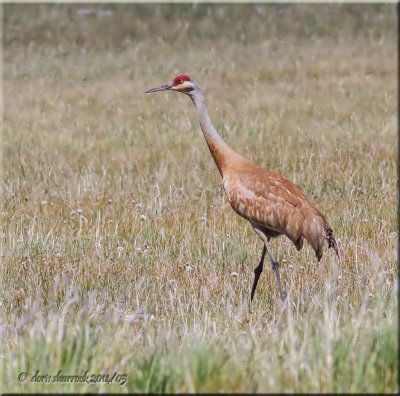 sandhill crane