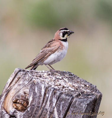 horned lark