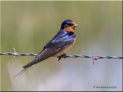 barn swallow