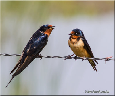 barn swallows