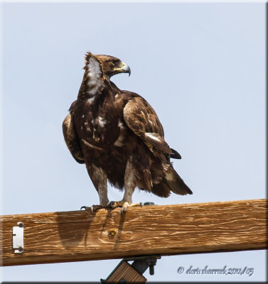 golden eagel