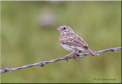 vesper sparrow