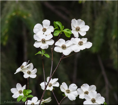dogwood tree