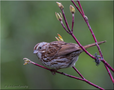 song sparrow