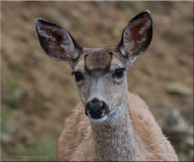 doe
