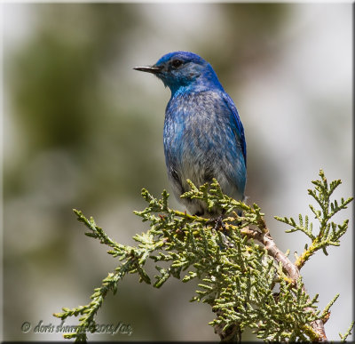 mountain bluebird