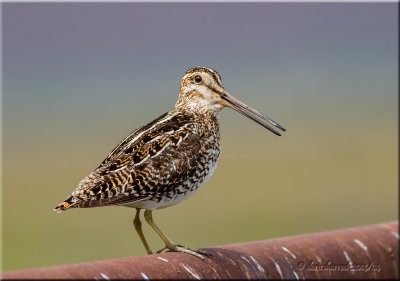 wilson's snipe