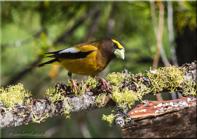 evening grosbeak