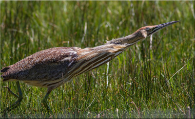 american bittern