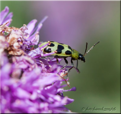 cucumber beetle, macro