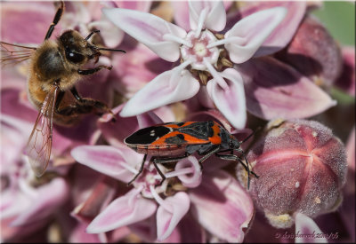 milkweed, bugs, macro