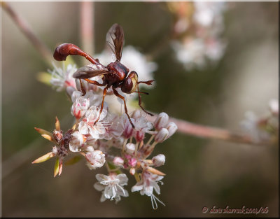 macro