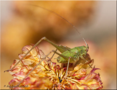 macro kaytydid