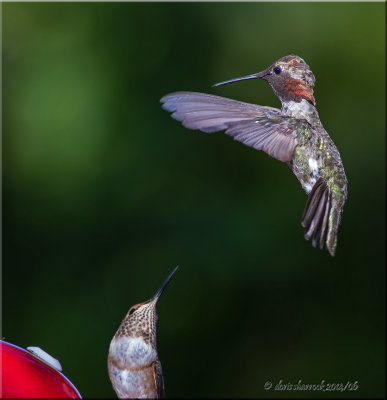 anna's & allen's hummingbirds