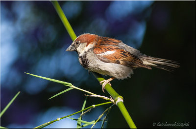 house sparrow