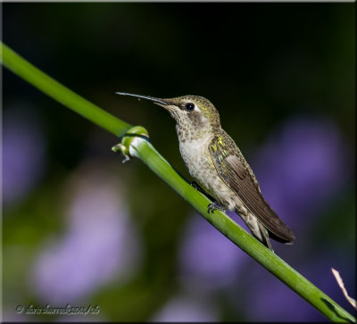 anna's hummingbird, female