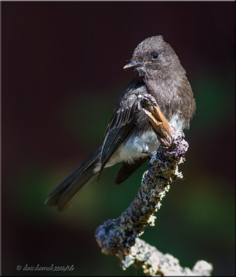 black phoebe