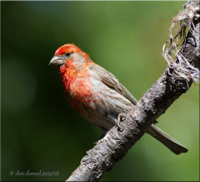 house finch, male