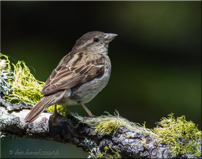 house sparrow, female