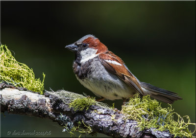 house sparrow, male