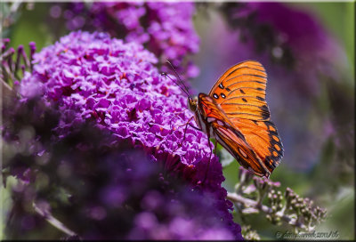 gulf frutillary butterfly