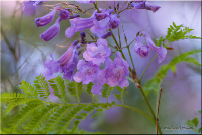 jacaranda blossoms