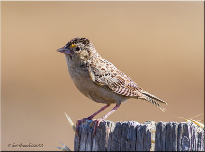 grasshopper sparrow