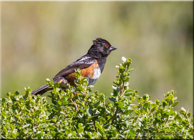 spotted towhee on bush